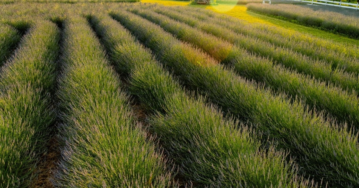 Levendulatermesztés Búzásbesenyőn